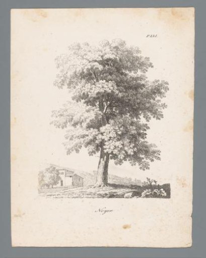 Walnut tree