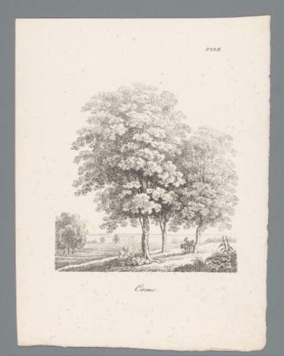 Elm