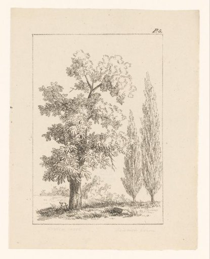 Deciduous tree and cypresses