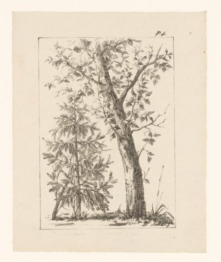 Spruce and deciduous tree