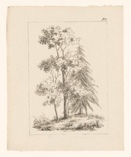Conifer and two deciduous trees