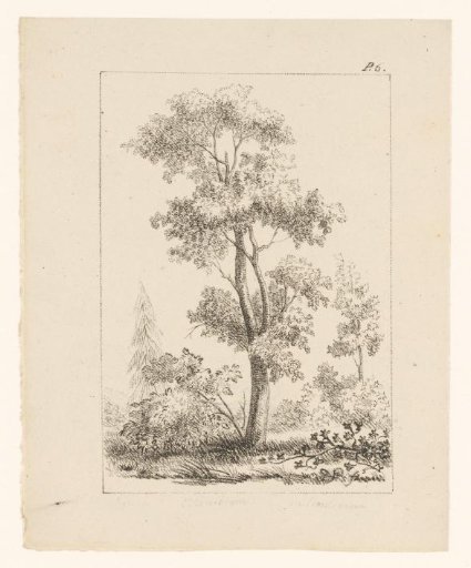 Tree in the forest