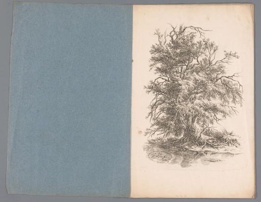 Tree by the water