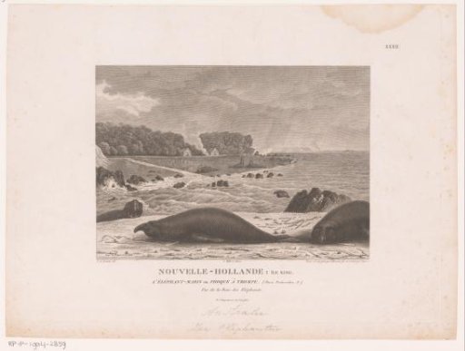 Sea Elephants