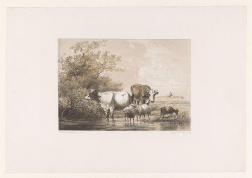 Cows and sheep in a pond