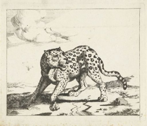Leopard, Standing Facing Left, Head Turned Right