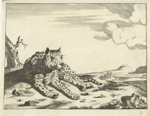 Lying leopard, seen from the front, legs to the right