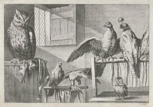 Falcons and Owls in a Barn