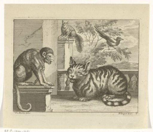 Monkey, cat, squirrel and magpie