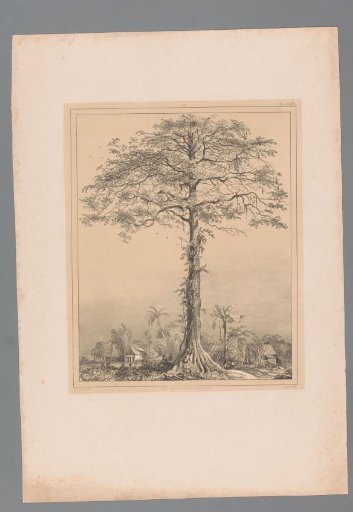 Kankantri tree