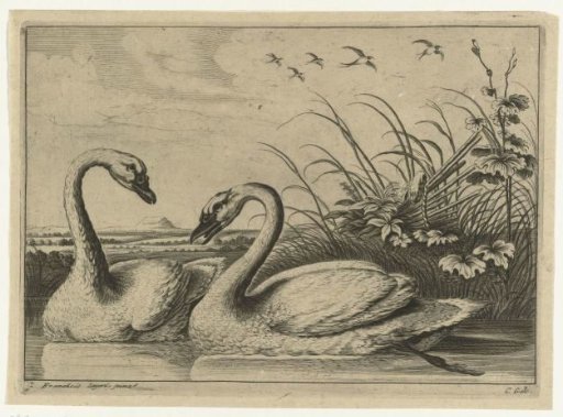 Two swans