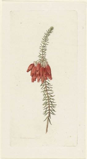 Flowers (Erica Mammosa)