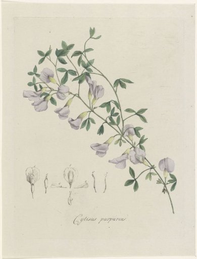 Purple Broom