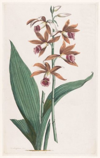 Marsh Orchid