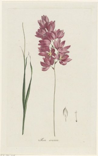 Ixia patens Aiton
