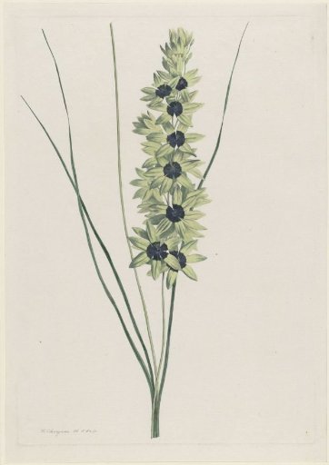 African Iris (Ixia maculata viridis)
