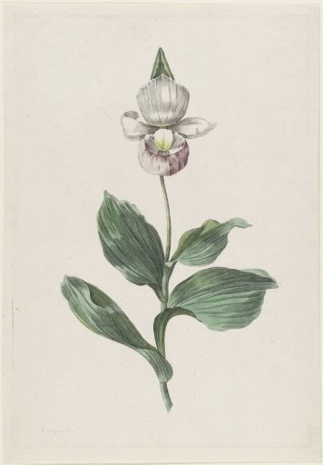 Lady's Slipper Orchid (Cypripedium reginae Walter)