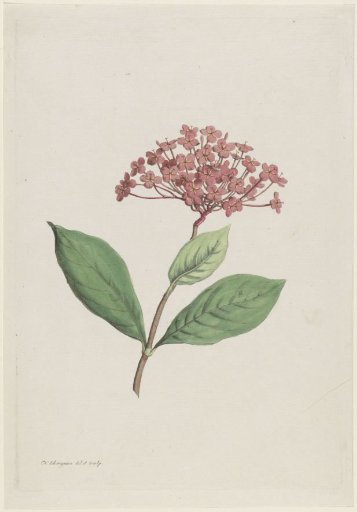 Peacock Flower (Ixora coccinea)