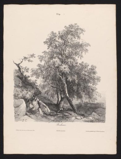 Birch trees among the rocks