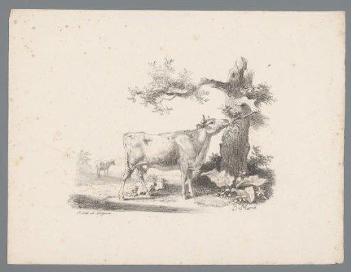 Ox eating from a tree