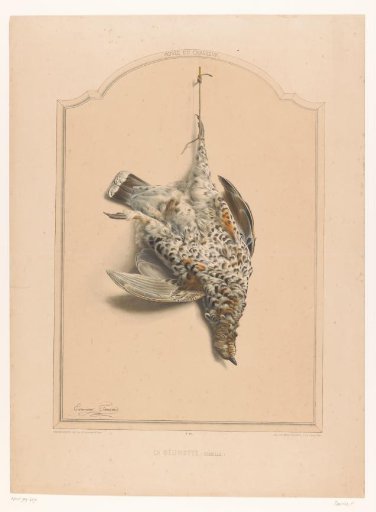 Dead female hazel hen (Bonasia bonasia) hanging by a leg