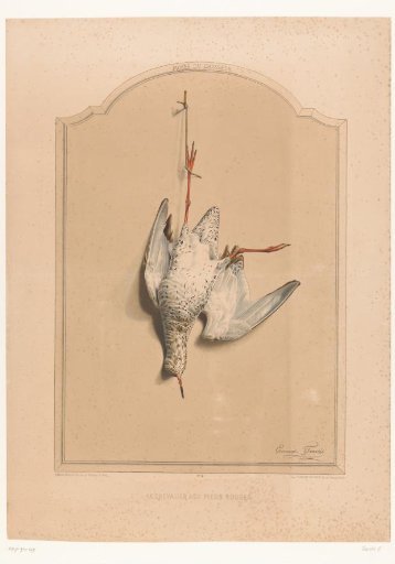 Dead capercaillie hanging by a leg