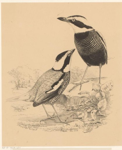 Two Birds