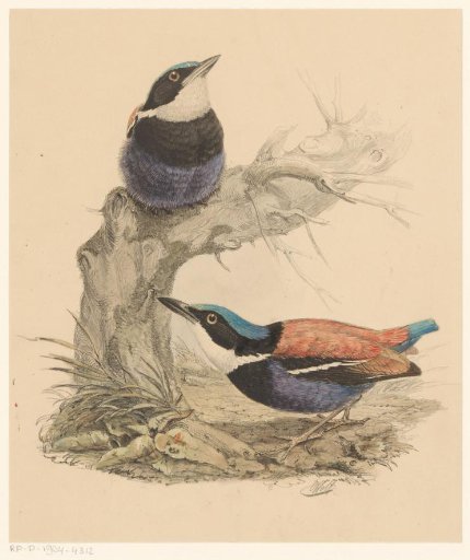 Two Birds