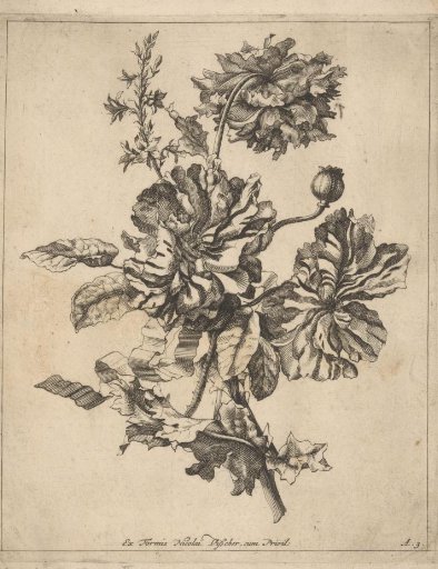 Three peonies and a poppy bud