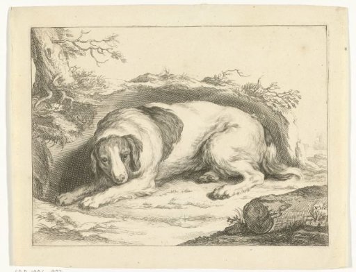 Spaniel