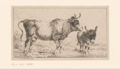 Cow and donkey