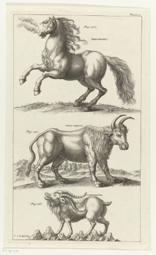 Wild Horse, an Ox and an Ibex
