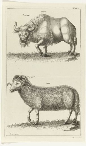 Bison and an Oryx