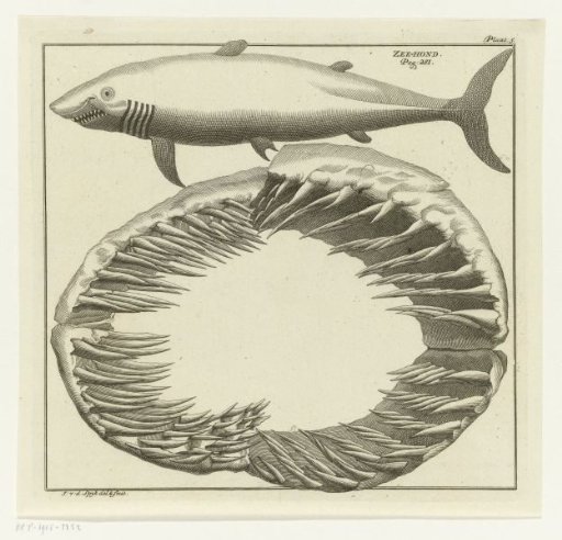 Shark and Shark Teeth