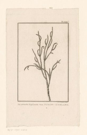 Branches of the black pine