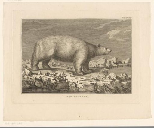 Polar Bear