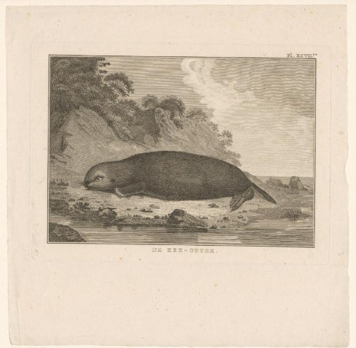 Sea Otter