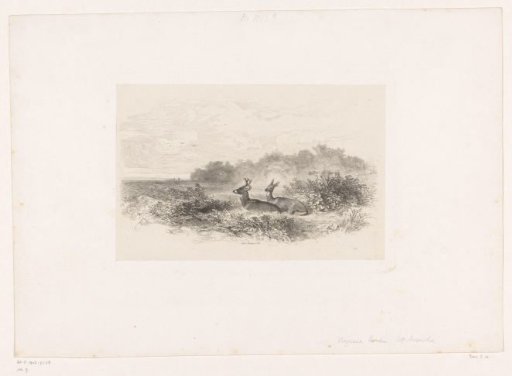 Landscape with two white-tailed deer