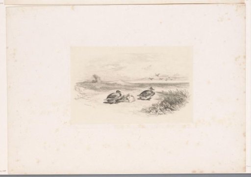 Three resting ducks