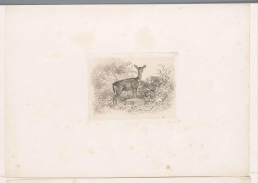 Hind in the forest