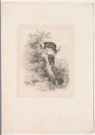 Two bears in a tree