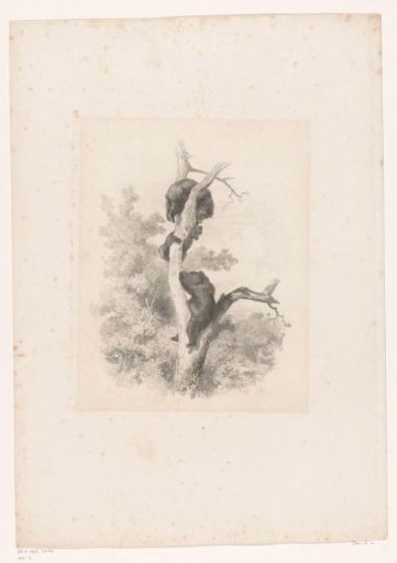 Three bears in a tree