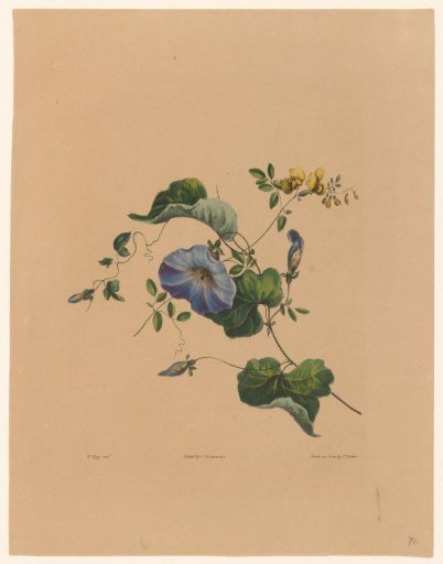 Blue bindweed