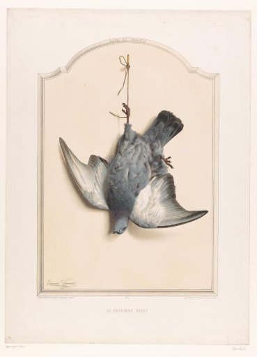 Dead rock pigeon hanging by a leg