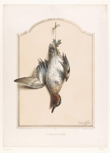 Dead wigeon hanging by its legs