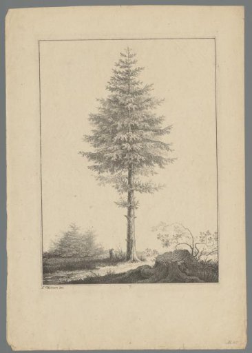 Conifer in a landscape