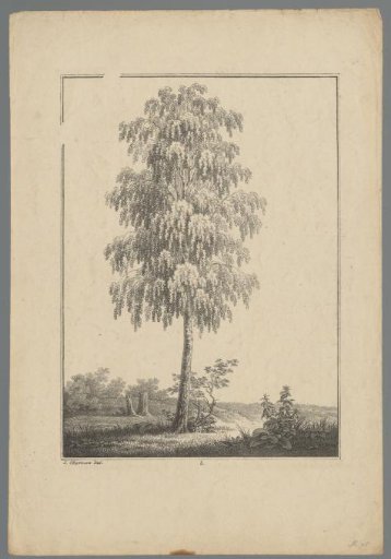 Tree in a landscape