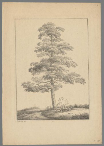 Tree in a landscape
