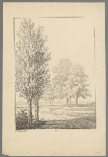 Trees along a country road