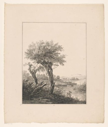 Pollarded willows by the water